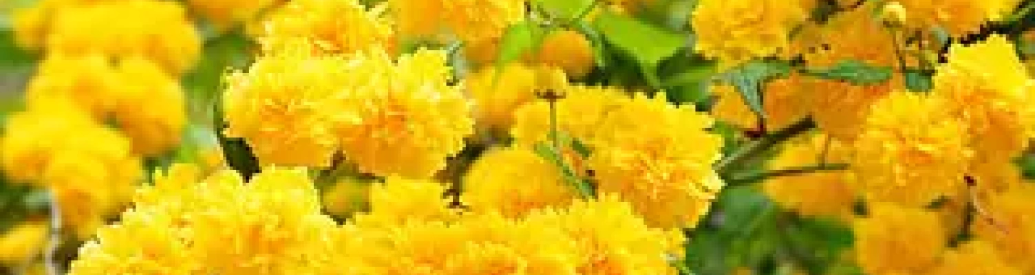 Sievietes hormonālais līdzsvars. Ārējais skaistums sākās no iekšienes.